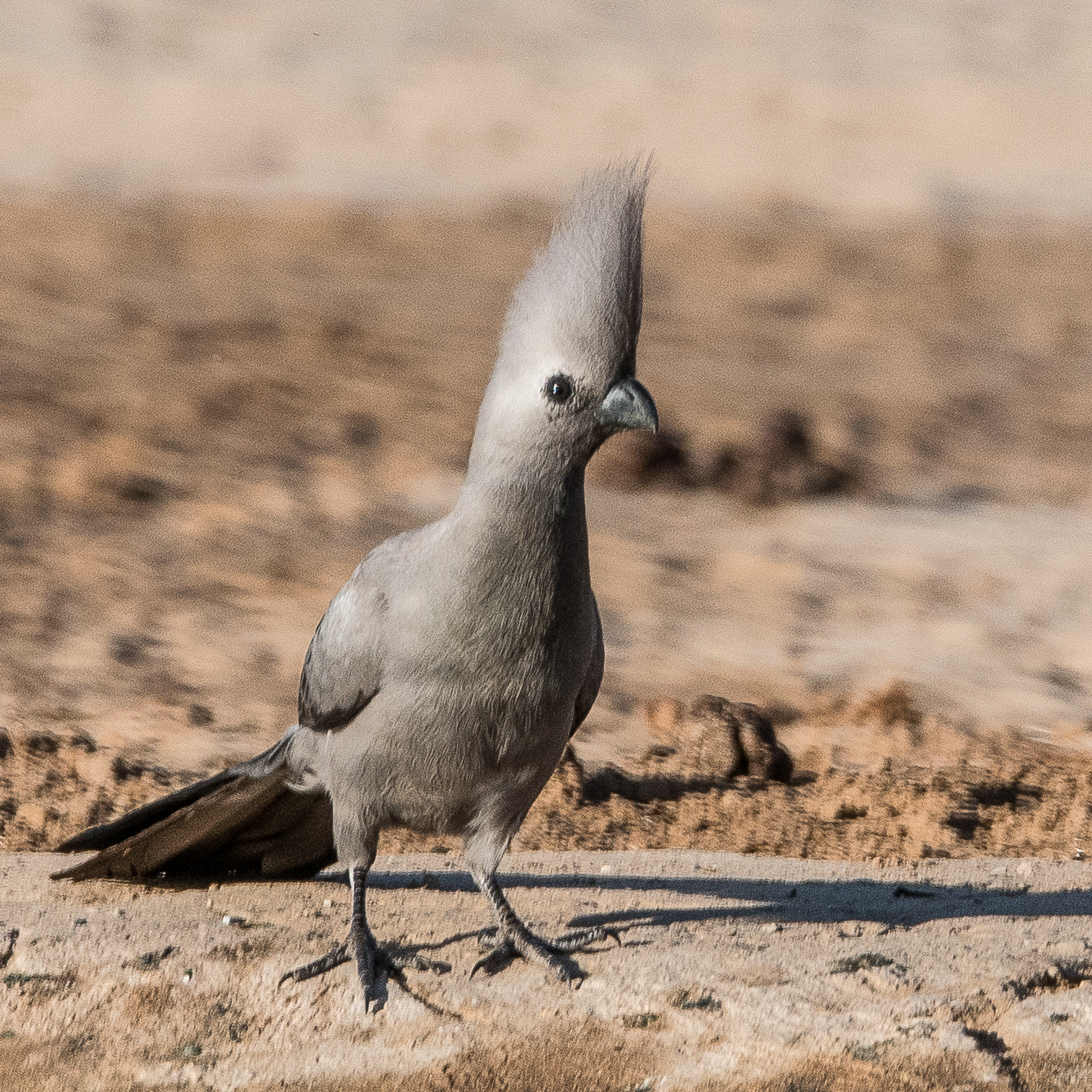 Touraco concolore adulte (Go-away bird, Crinifer concolor), Vallée de l'Hoanib, Kunene, Namibie.